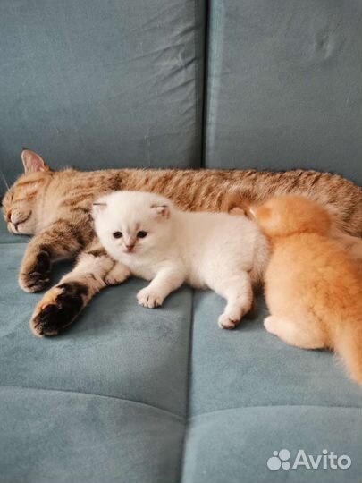 Шотландские котята