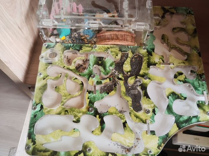 Муравьиная ферма