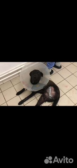 Собаки бесплатно