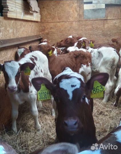 Бычки телки