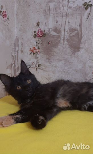 Курилький бобтейл девочка