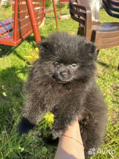 Померанский шпиц