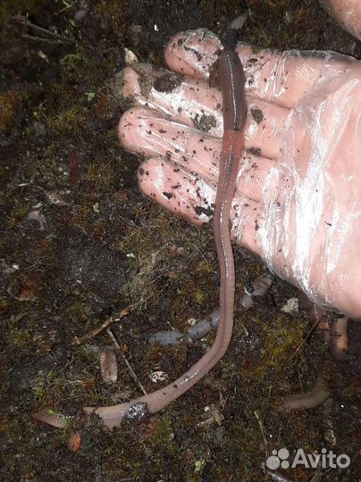 Отборный червь дождевой