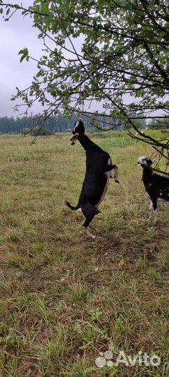 Дойные нубийские козы