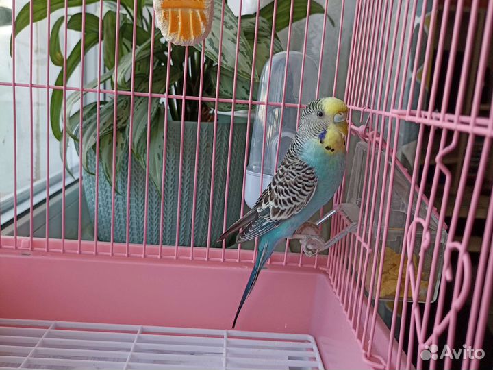 Продам волнистого попугая с клеткой