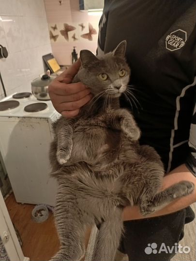 Потерялась кошка