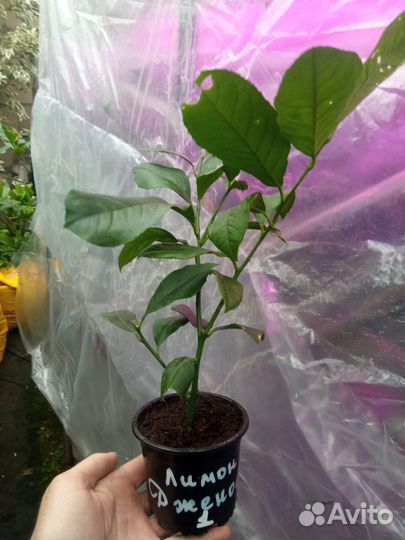 Саженцы, рассада петунии и комнатные цитрусовые