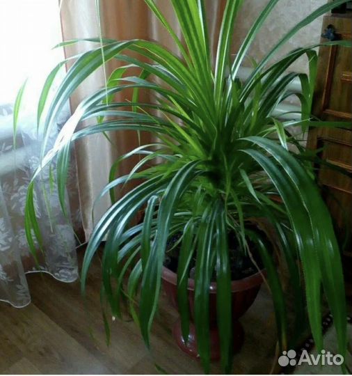 Панданус отростки с корешками