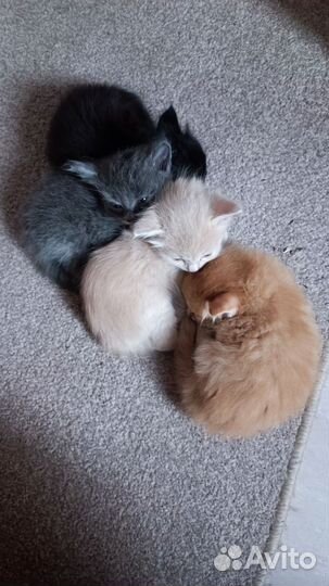 Котята в добрые руки бесплатно