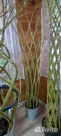 Сибирская пальма