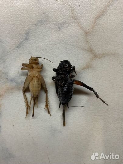 Сверчки кормовые