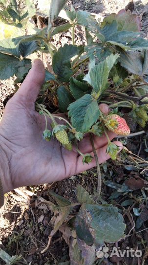 Рассада ремонтантной клубники