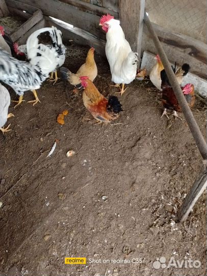 Петухи Бентамки дакарликовая порода