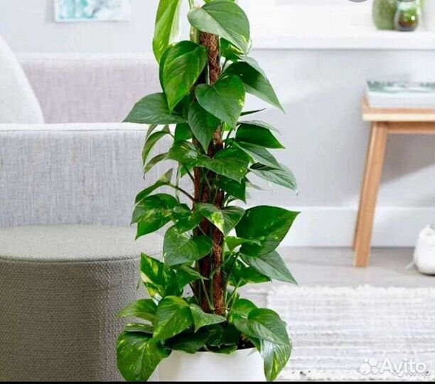 Цветок Эпипремнум золотистый (лиана)