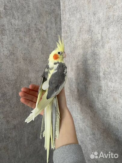 Попугай корелла пара