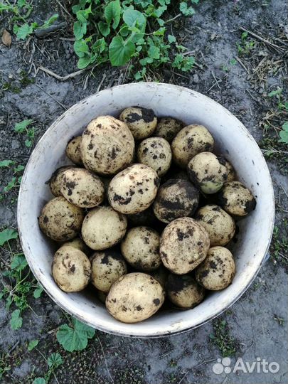 Молодой картофель