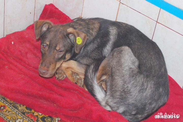 Собака Шелл ищет дом