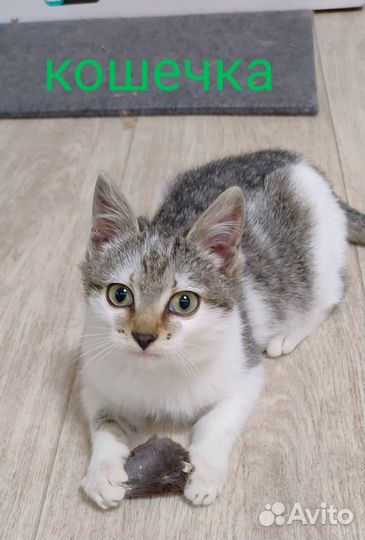 Котята бесплатно