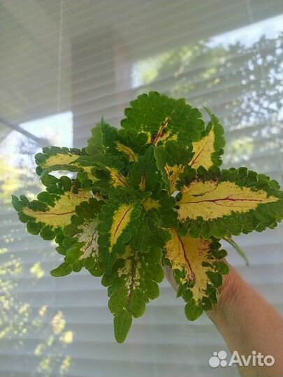 Вегетативные колеусы