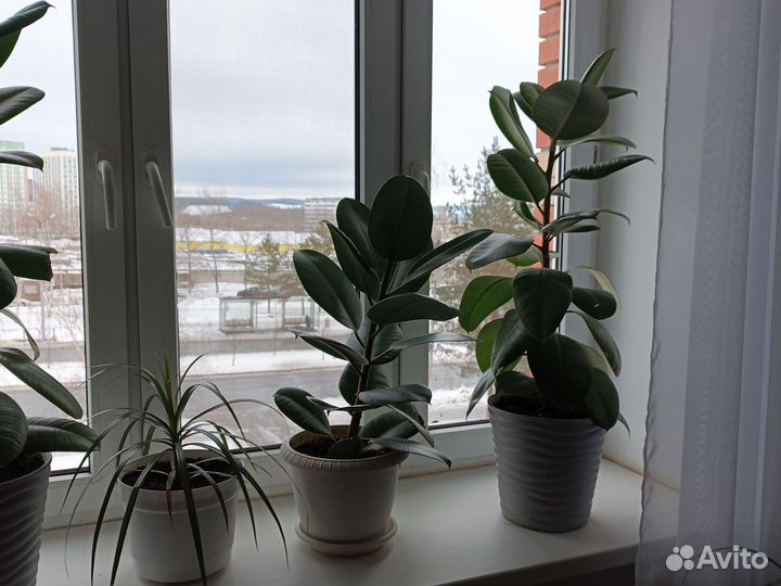 Комнатные цветы фикус