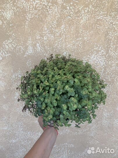 Часть 6. Комнатные растения цветы разные, фикус