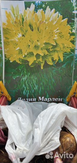 Лилия марлен