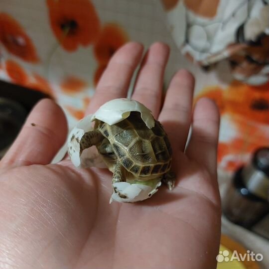 Черепаха