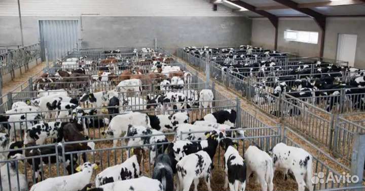 Бычки для откорма