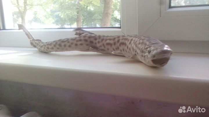 Чючело акулы