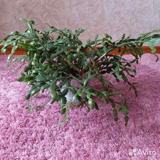 Фикус. Декабрист