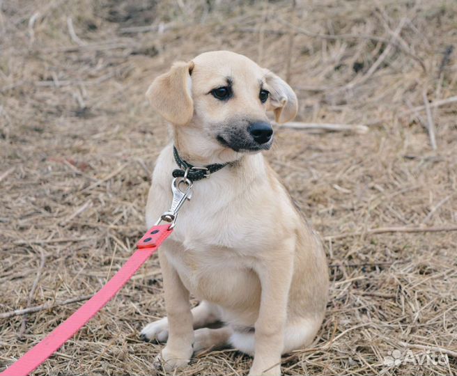 Щенки в хорошие руки