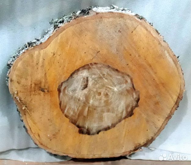 Берёзовый спил, слэб и мох сфагнум