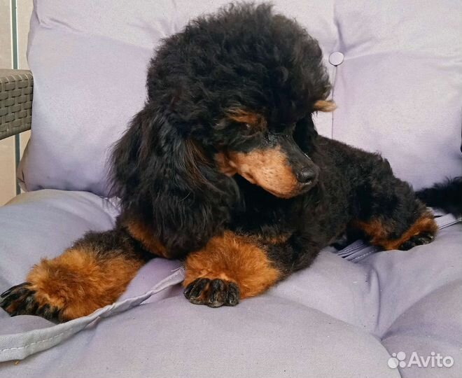 Той пудель РКФ