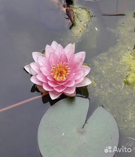 Водные лилии - нимфеи