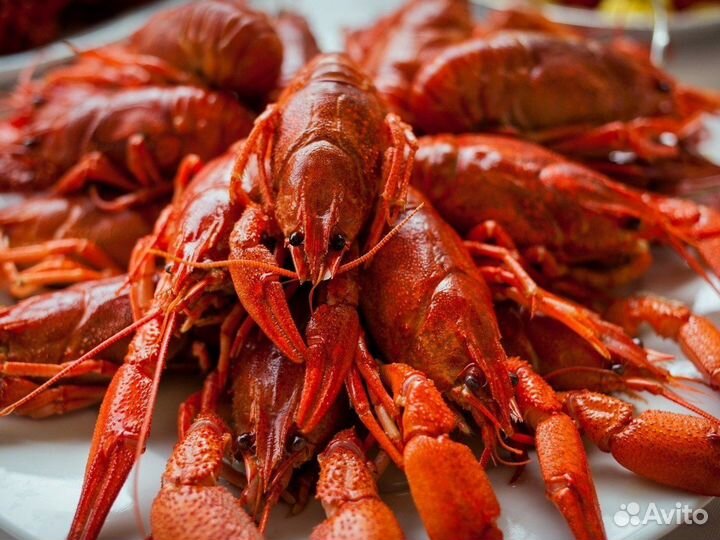 Свежие Раки и сотрудничество с рыбаками