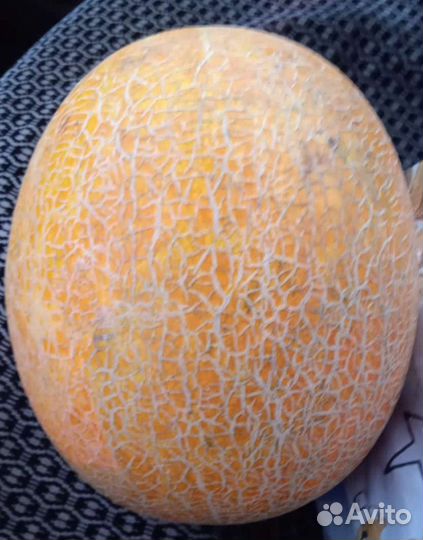 Дыня идиллия