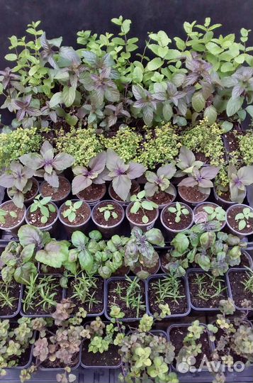 Пряные травы Душица базилик тимьян мята розмарин