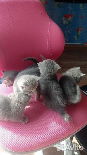 Котенок от шотл. вислоухой кошки.Родились 20 июля