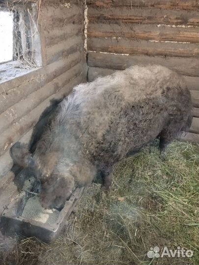 Свиноматки и хряк