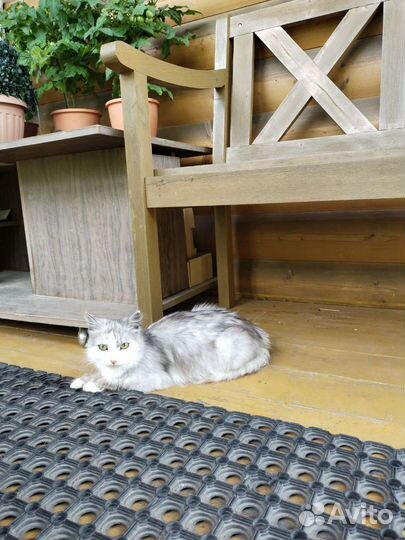 Спасите Пушинку