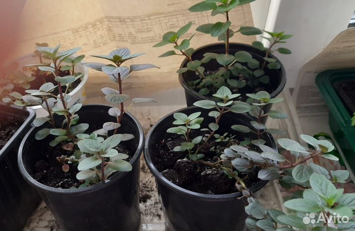 Мята шоколадная