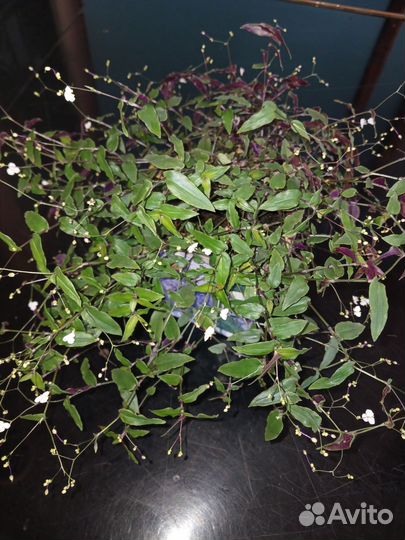 Осенний вальс