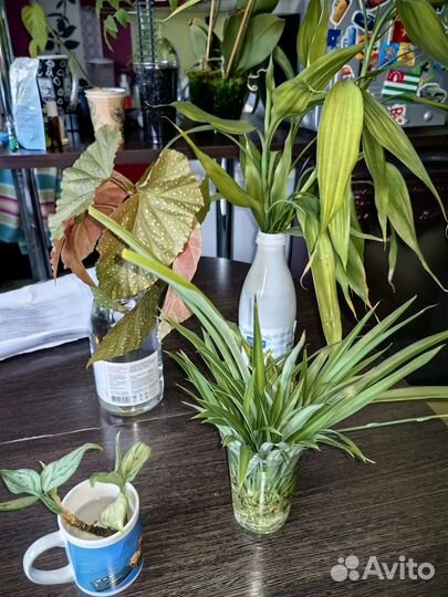 Комнатные цветы отростки