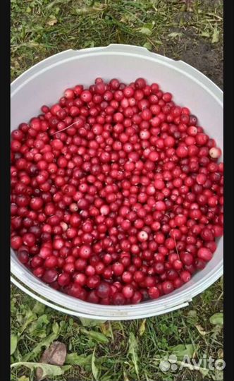 Клюква свежая