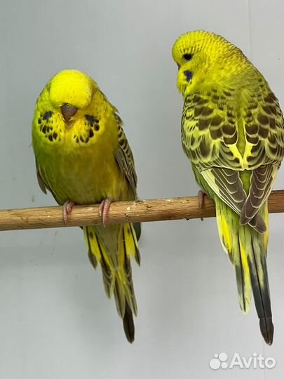 Выставочные волнистые попугаи, хагоромо