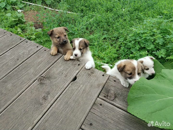 Щенки