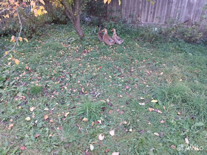 Утки башкирские