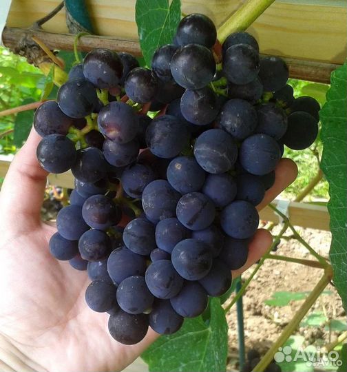 Саженцы винограда, Супага, Зилга, Кодрянка