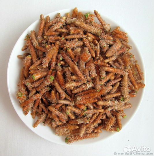 Лекарственные травы ручной сбор