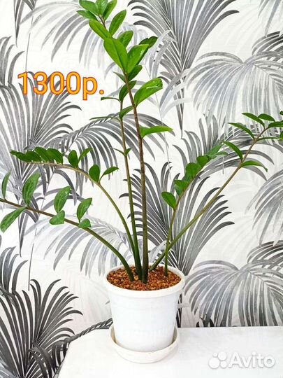 Комнатные цветы